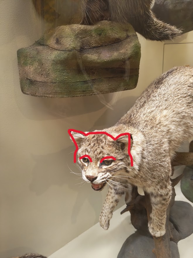 Triet's Cat