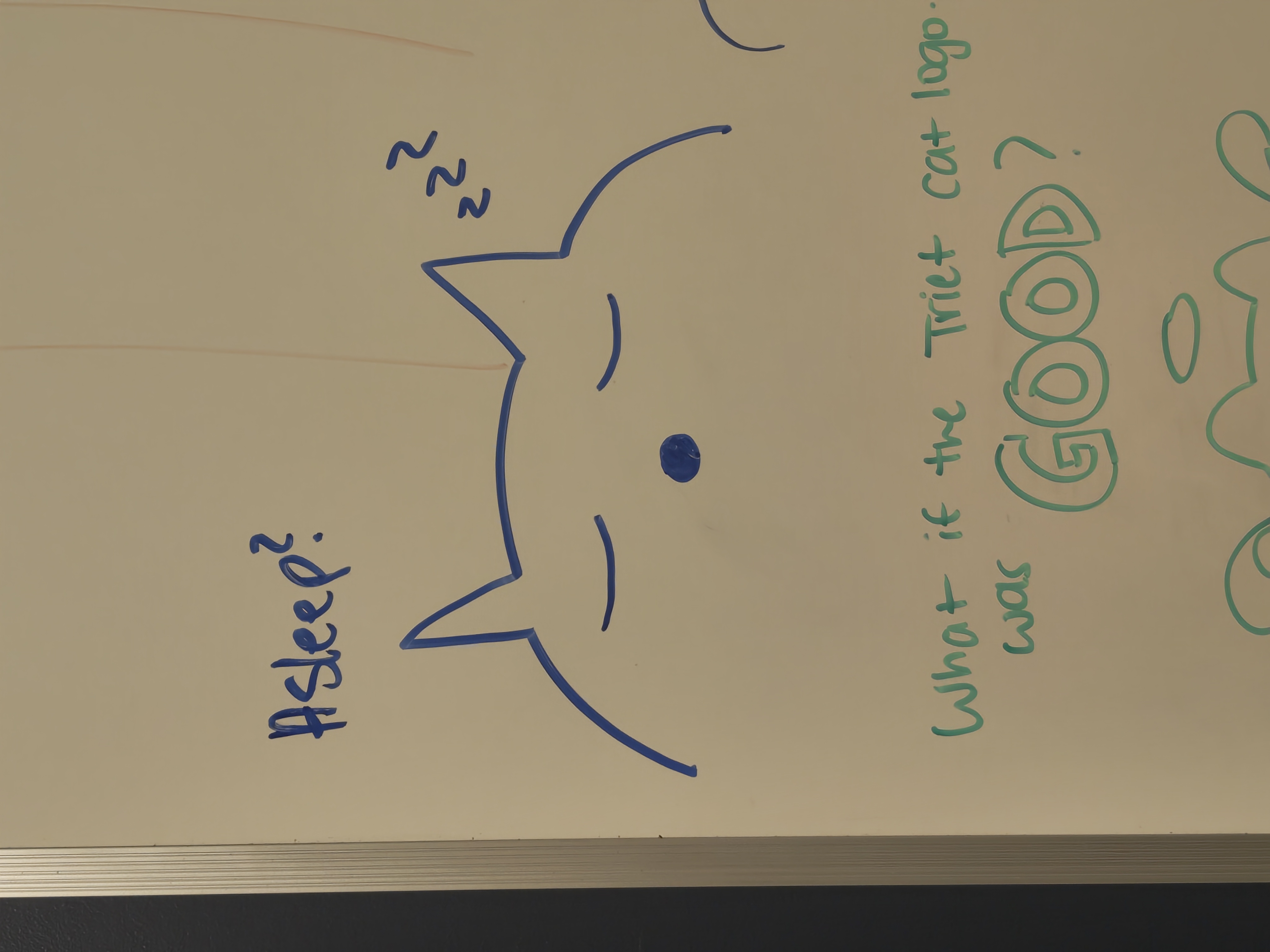 Triet's Cat